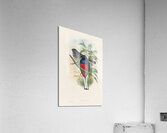 John Gould trogons 017 Acrylic Print