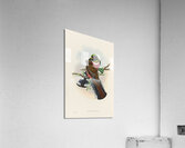 John Gould trogons 028 Acrylic Print