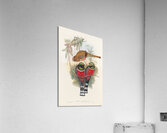 John Gould trogons 032 Acrylic Print