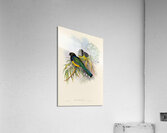 John Gould trogons 009 Acrylic Print