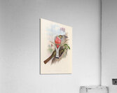 John Gould trogons 011 Acrylic Print