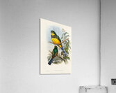 John Gould trogons 024 Acrylic Print