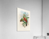John Gould trogons 014 Acrylic Print