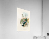 John Gould trogons 015 Acrylic Print