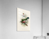 John Gould trogons 037 Impression acrylique