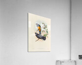 John Gould trogons 046 Acrylic Print
