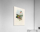 John Gould trogons 043 Acrylic Print