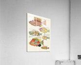 Colourful and surreal illustrations of fishes found in Moluccas Indonesia and the East Indies by Louis Renard 1678 -1746 from Histoire naturelle des plus rares curiositez de la mer des Indes 1754. Acrylic Print