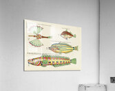 Colourful and surreal illustrations of fishes found in Moluccas Indonesia and the East Indies by Louis Renard 1678 -1746 from Histoire naturelle des plus rares curiositez de la mer des Indes 1754. Acrylic Print