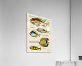 Colourful and surreal illustrations of fishes found in Moluccas Indonesia and the East Indies by Louis Renard 1678 -1746 from Histoire naturelle des plus rares curiositez de la mer des Indes 1754. Acrylic Print