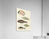 Colourful and surreal illustrations of fishes found in Moluccas Indonesia and the East Indies by Louis Renard 1678 -1746 from Histoire naturelle des plus rares curiositez de la mer des Indes 1754. Acrylic Print