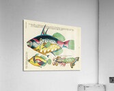 Colourful and surreal illustrations of maribe life found in Moluccas Indonesia and the East Indies by Louis Renard 1678 -1746 from Histoire naturelle des plus rares curiositez de la mer des Indes 1754. Acrylic Print