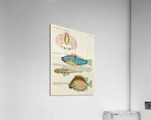 Colourful and surreal illustrations of fishes and crab found in Moluccas Indonesia and the East Indies by Louis Renard 1678 -1746 from Histoire naturelle des plus rares curiositez de la mer des Indes 1754. Acrylic Print