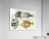Colourful and surreal illustrations of fishes found in Moluccas Indonesia and the East Indies by Louis Renard 1678 -1746 from Histoire naturelle des plus rares curiositez de la mer des Indes 1754. Acrylic Print