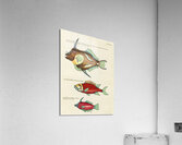 Colourful and surreal illustrations of fishes found in Moluccas Indonesia and the East Indies by Louis Renard 1678 -1746 from Histoire naturelle des plus rares curiositez de la mer des Indes 1754. Acrylic Print
