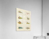 Colourful and surreal illustrations of fishes lobsters and crab found in Moluccas Indonesia and the East Indies by Louis Renard 1678 -1746 from Histoire naturelle des plus rares curiositez de la mer des Indes 1754. Acrylic Print