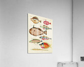 Colourful and surreal illustrations of fishes found in Moluccas Indonesia and the East Indies by Louis Renard 1678 -1746 from Histoire naturelle des plus rares curiositez de la mer des Indes 1754. Acrylic Print