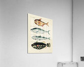 Colourful and surreal illustrations of fishes found in Moluccas Indonesia and the East Indies by Louis Renard 1678 -1746 from Histoire naturelle des plus rares curiositez de la mer des Indes 1754. Acrylic Print