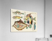 Colourful and surreal illustrations of fishes found in Moluccas Indonesia and the East Indies by Louis Renard 1678 -1746 from Histoire naturelle des plus rares curiositez de la mer des Indes 1754. Acrylic Print