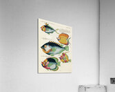 Colourful and surreal illustrations of fishes found in Moluccas Indonesia and the East Indies by Louis Renard 1678 -1746 from Histoire naturelle des plus rares curiositez de la mer des Indes 1754. Acrylic Print