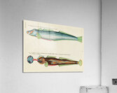 Colourful and surreal illustrations of fishes found in Moluccas Indonesia and the East Indies by Louis Renard 1678 -1746 from Histoire naturelle des plus rares curiositez de la mer des Indes 1754. Acrylic Print