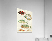 Colourful and surreal illustrations of fishes found in Moluccas Indonesia and the East Indies by Louis Renard 1678 -1746 from Histoire naturelle des plus rares curiositez de la mer des Indes 1754. Acrylic Print