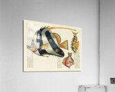 Colourful and surreal illustrations of fishes found in Moluccas Indonesia and the East Indies by Louis Renard 1678 -1746 from Histoire naturelle des plus rares curiositez de la mer des Indes 1754. Acrylic Print