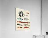 Colourful and surreal illustrations of fishes found in Moluccas Indonesia and the East Indies by Louis Renard 1678 -1746 from Histoire naturelle des plus rares curiositez de la mer des Indes 1754. Acrylic Print