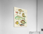 Colourful and surreal illustrations of fishes found in Moluccas Indonesia and the East Indies by Louis Renard 1678 -1746 from Histoire naturelle des plus rares curiositez de la mer des Indes 1754. Acrylic Print