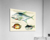 Colourful and surreal illustrations of fishes found in Moluccas Indonesia and the East Indies by Louis Renard 1678 -1746 from Histoire naturelle des plus rares curiositez de la mer des Indes 1754. Acrylic Print