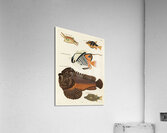 Colourful and surreal illustrations of fishes found in Moluccas Indonesia and the East Indies by Louis Renard 1678 -1746 from Histoire naturelle des plus rares curiositez de la mer des Indes 1754. Acrylic Print