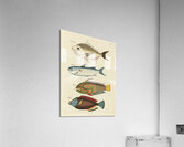 Colourful and surreal illustrations of fishes found in Moluccas Indonesia and the East Indies by Louis Renard 1678 -1746 from Histoire naturelle des plus rares curiositez de la mer des Indes 1754. Acrylic Print