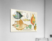 Colourful and surreal illustrations of fishes found in Moluccas Indonesia and the East Indies by Louis Renard 1678 -1746 from Histoire naturelle des plus rares curiositez de la mer des Indes 1754. Acrylic Print