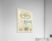 Colourful and surreal illustrations of fishes and  found in the Indian and Pacific Oceans by Louis Renard 1678 -1746 from Histoire naturelle des plus rares curiositez de la mer des Indes 1754. Acrylic Print