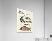 Colourful and surreal illustrations of fishes found in Moluccas Indonesia and the East Indies by Louis Renard 1678 -1746 from Histoire naturelle des plus rares curiositez de la mer des Indes 1754. Acrylic Print