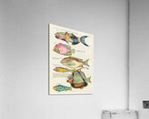 Colourful and surreal illustrations of fishes found in Moluccas Indonesia and the East Indies by Louis Renard 1678 -1746 from Histoire naturelle des plus rares curiositez de la mer des Indes 1754. Acrylic Print