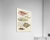 Colourful and surreal illustrations of fishes found in Moluccas Indonesia and the East Indies by Louis Renard 1678 -1746 from Histoire naturelle des plus rares curiositez de la mer des Indes 1754. Acrylic Print