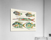 Colourful and surreal illustrations of fishes found in Moluccas Indonesia and the East Indies by Louis Renard 1678 -1746 from Histoire naturelle des plus rares curiositez de la mer des Indes 1754. Acrylic Print