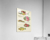 Colourful and surreal illustrations of fishes found in Moluccas Indonesia and the East Indies by Louis Renard 1678 -1746 from Histoire naturelle des plus rares curiositez de la mer des Indes 1754. Acrylic Print