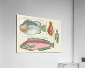 Colourful and surreal illustrations of fishes found in Moluccas Indonesia and the East Indies by Louis Renard 1678 -1746 from Histoire naturelle des plus rares curiositez de la mer des Indes 1754. Impression acrylique