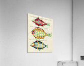 Colourful and surreal illustrations of fishes found in Moluccas Indonesia and the East Indies by Louis Renard 1678 -1746 from Histoire naturelle des plus rares curiositez de la mer des Indes 1754. Acrylic Print