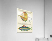 Colourful and surreal illustrations of fishes found in Moluccas Indonesia and the East Indies by Louis Renard 1678 -1746 from Histoire naturelle des plus rares curiositez de la mer des Indes 1754. Acrylic Print