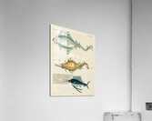Colourful and surreal illustrations of fishes found in Moluccas Indonesia and the East Indies by Louis Renard 1678 -1746 from Histoire naturelle des plus rares curiositez de la mer des Indes 1754. Acrylic Print