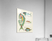 Colourful and surreal illustrations of fishes found in Moluccas Indonesia and the East Indies by Louis Renard 1678 -1746 from Histoire naturelle des plus rares curiositez de la mer des Indes 1754. Acrylic Print