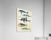 Colourful and surreal illustrations of fishes found in Moluccas Indonesia and the East Indies by Louis Renard 1678 -1746 from Histoire naturelle des plus rares curiositez de la mer des Indes 1754. Acrylic Print