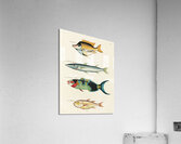 Colourful and surreal illustrations of fishes found in Moluccas Indonesia and the East Indies by Louis Renard 1678 -1746 from Histoire naturelle des plus rares curiositez de la mer des Indes 1754. Acrylic Print