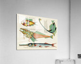 Colourful and surreal illustrations of fishes found in Moluccas Indonesia and the East Indies by Louis Renard 1678 -1746 from Histoire naturelle des plus rares curiositez de la mer des Indes 1754. Acrylic Print