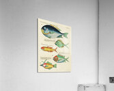 Colourful and surreal illustrations of fishes found in Moluccas Indonesia and the East Indies by Louis Renard 1678 -1746 from Histoire naturelle des plus rares curiositez de la mer des Indes 1754. Acrylic Print