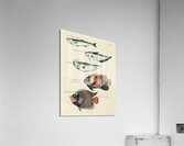 Colourful and surreal illustrations of fishes found in Moluccas Indonesia and the East Indies by Louis Renard 1678 -1746 from Histoire naturelle des plus rares curiositez de la mer des Indes 1754. Acrylic Print