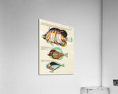 Colourful and surreal illustrations of fishes found in Moluccas Indonesia and the East Indies by Louis Renard 1678 -1746 from Histoire naturelle des plus rares curiositez de la mer des Indes 1754. Impression acrylique